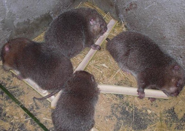 竹鼠养殖