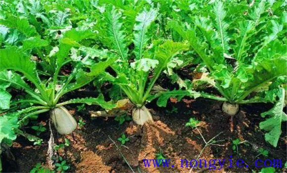 高山萝卜种植方法