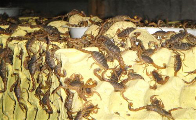蝎子养殖喂养什么食物