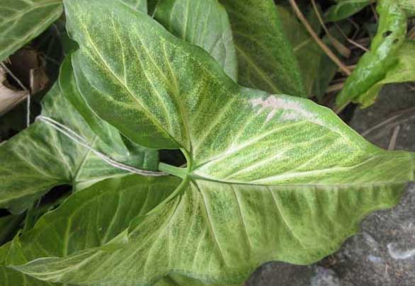 万年青种植方法