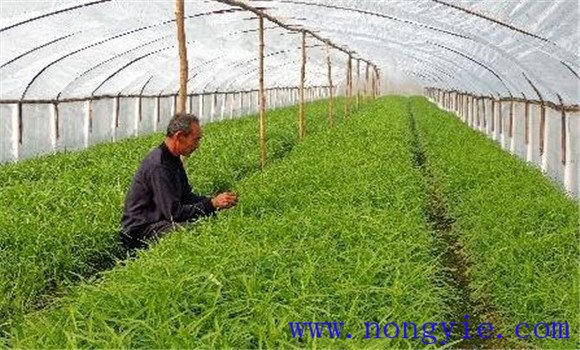 大棚空心菜的日常管理要点