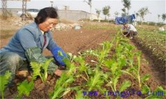怎样种榨菜 榨菜栽培的技术要点