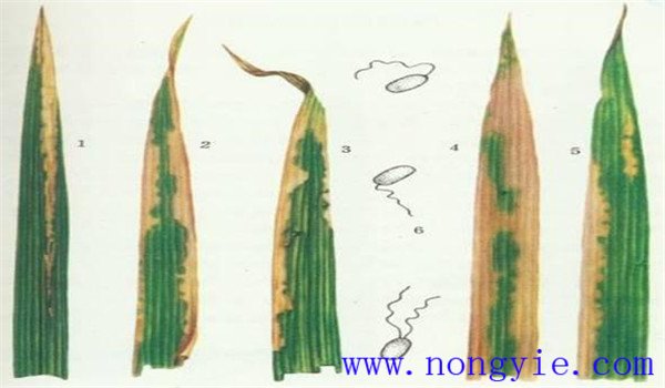 水稻白叶枯病的症状与防治