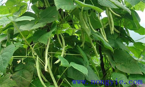种植菜豆要选择早熟品种