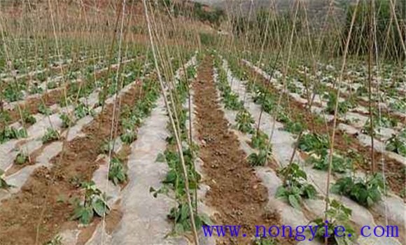 菜豆高产实用技术指南