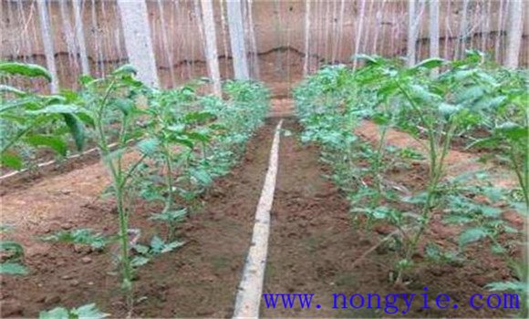 西红柿对氮肥的需求与施肥技术