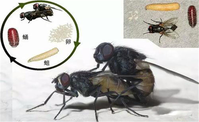蝇蛆的发育史及流行特点