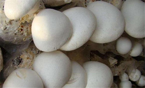 白灵菇生长的环境条件