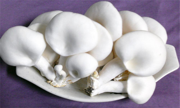白灵菇的营养价值