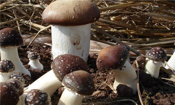 大球盖菇高产栽培技术