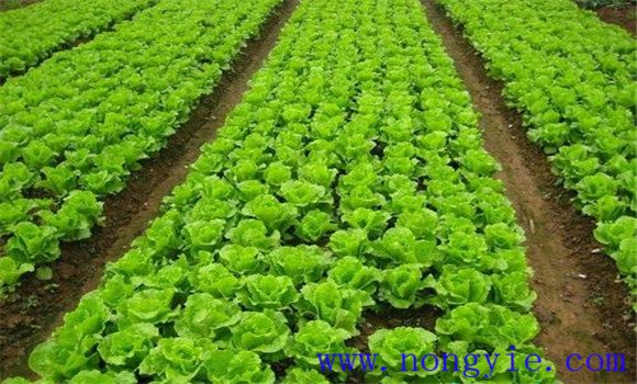 生菜定植方法与步骤