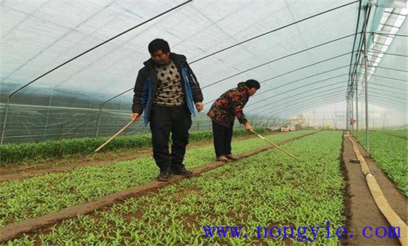 大棚茼蒿套作种植方式