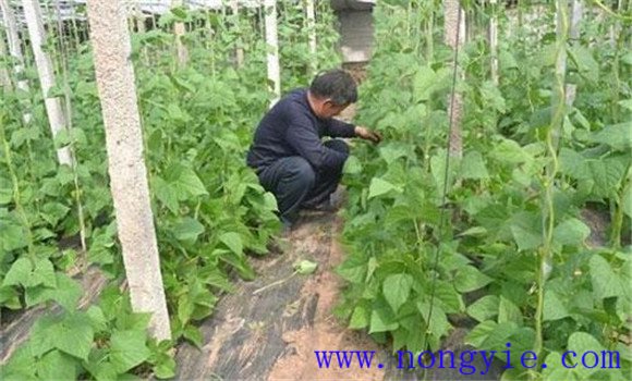 秋菜豆在栽培上应掌握哪些技术要点