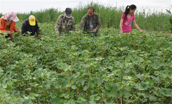 大豆摘心控苗技术