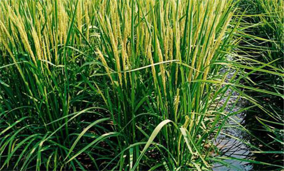 水稻后期田间水层有学问