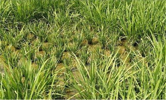 土壤有毒物质毒害稻根引起的僵苗