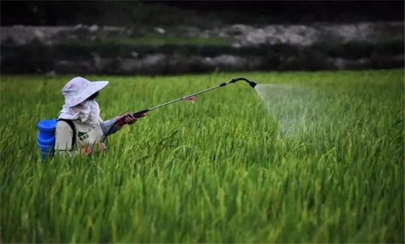 水稻白叶枯病的药剂防治