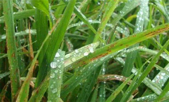 水稻纹枯病的发病条件