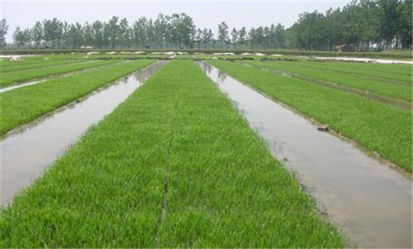 水稻两段式育秧技术主要优点