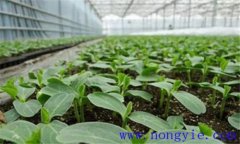 茄子育苗方法和时间 茄子育苗技术要点
