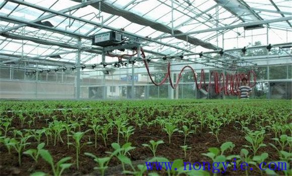 温室茄子的苗期管理技术