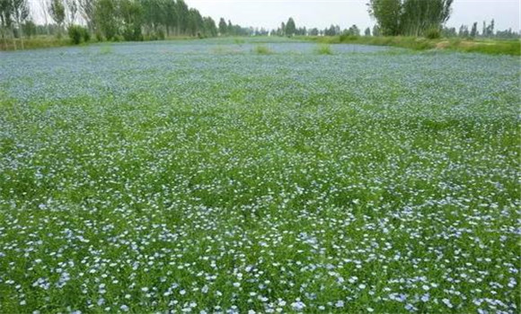 胡麻种植技术要点