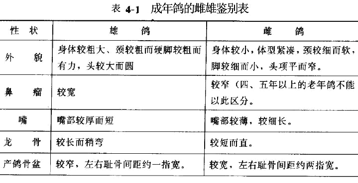 养鸽技术