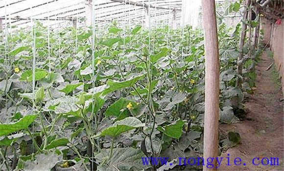 秋黄瓜品种的选择及处理