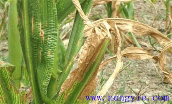 玉米矮花叶病症状有哪些