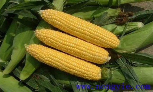 高赖氨酸玉米的特点