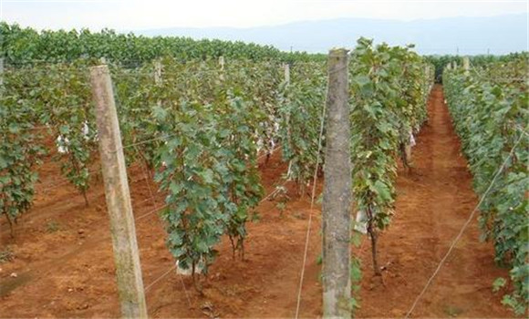 葡萄的栽植与管理的方法