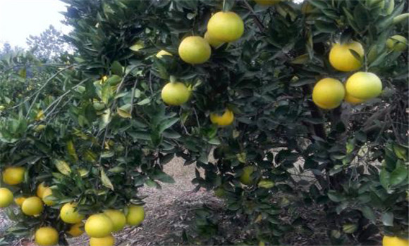 葡萄柚的肥水管理