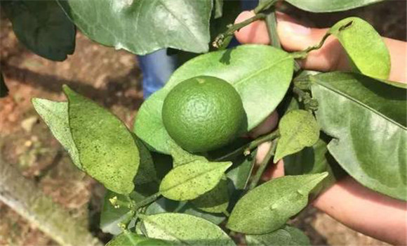夏季柑橘病虫害的防治方法