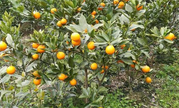 金橘的产地及生态习性
