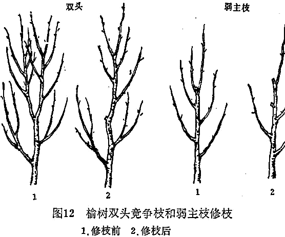 榆树种植技术