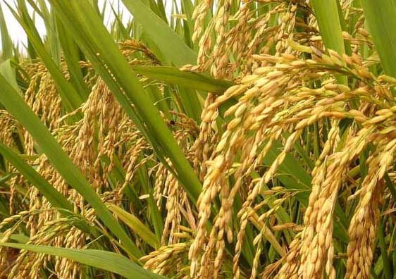 水稻种植管理方法