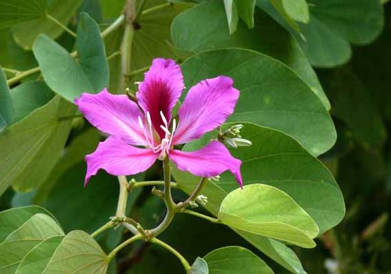 花卉种植方法