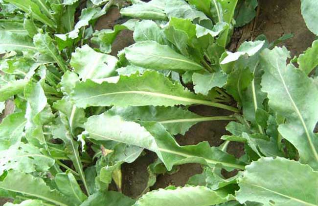 板蓝根种植方法