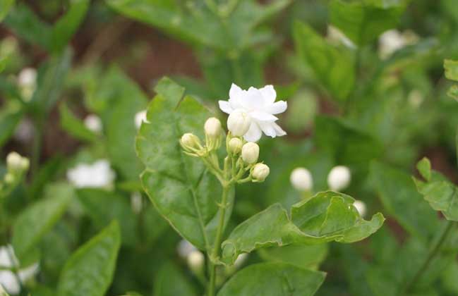 茉莉花养殖方法