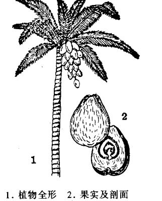 椰子的功效与作用