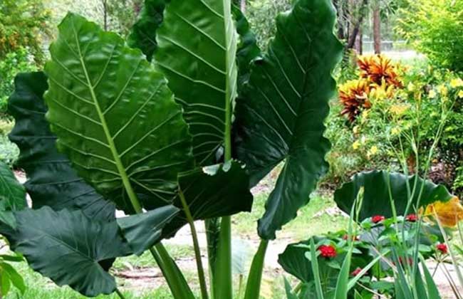 滴水观音种植方法