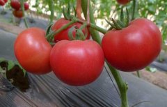 西红柿常用激素、调节剂、微肥、叶面肥