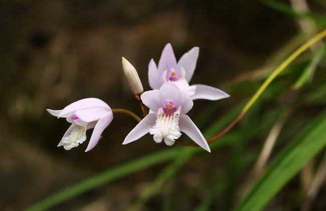 白芨种植