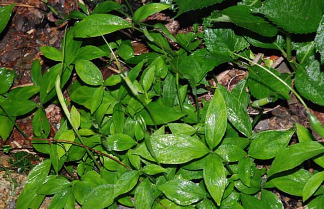 半夏种植方法