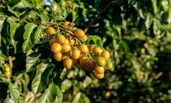 黄皮如何疏花、疏果、保果