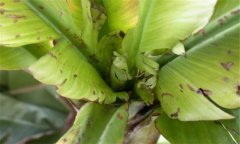 香蕉束顶病怎样防治 略谈香蕉束顶病防治方法
