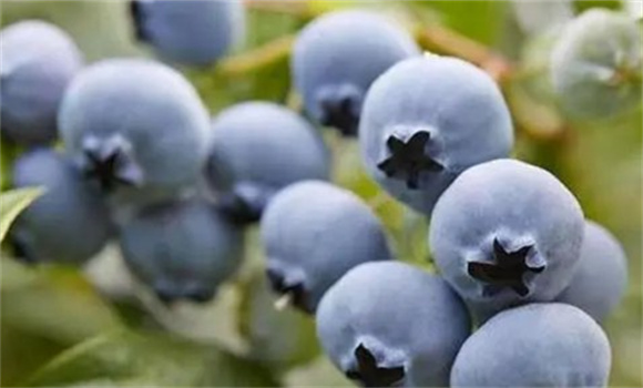 蓝莓施肥管理技术