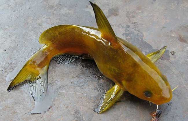 黄颡鱼的品种知识