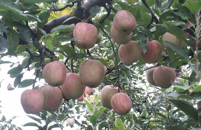 苹果树种植管理方法