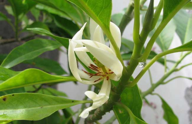 白兰花养殖方法